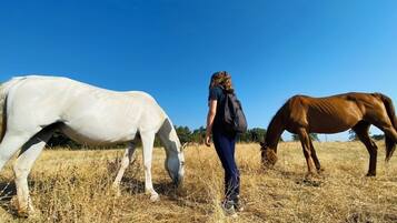 A person standing between two horses in a field.
