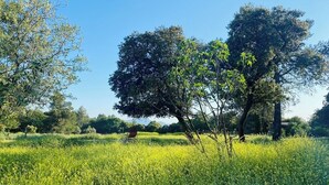 Un campo alberato sotto un cielo sereno.