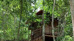 A wooden staircase leading to a wooden structure surrounded by dense foliage.