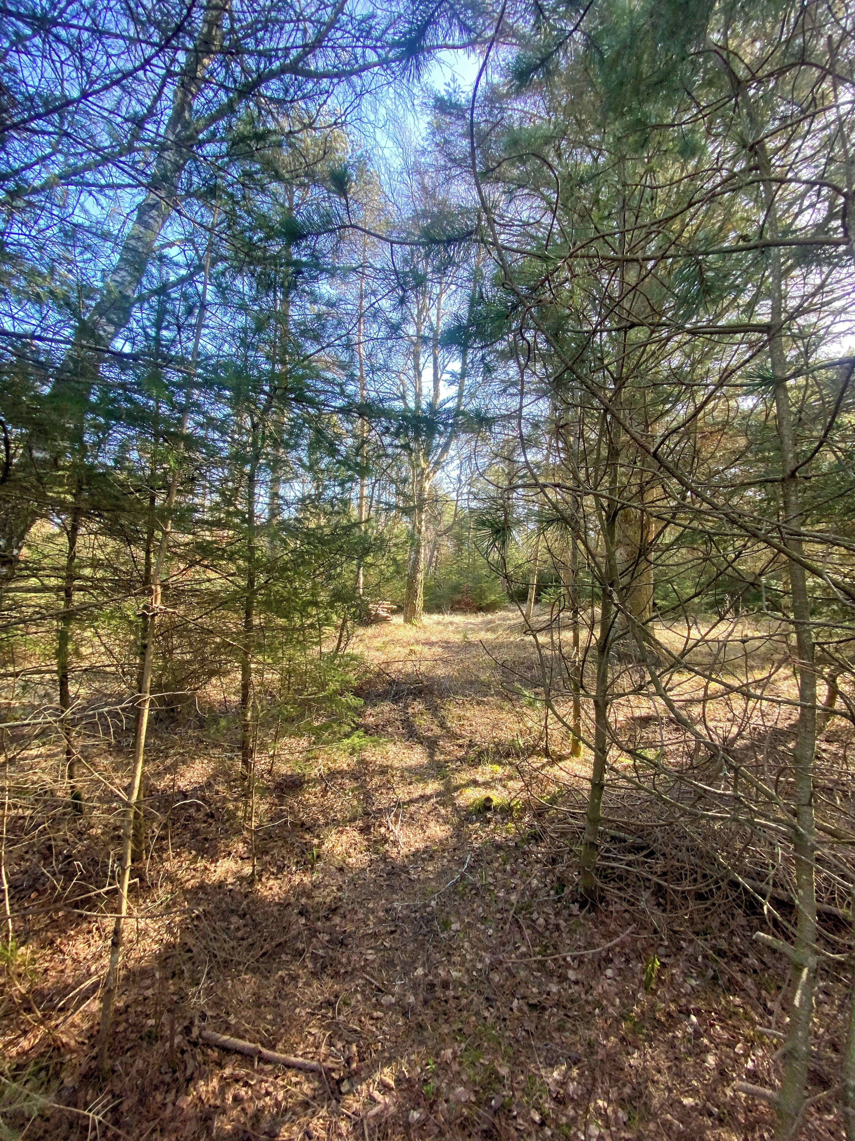 A forested area with dense trees and a clear path.