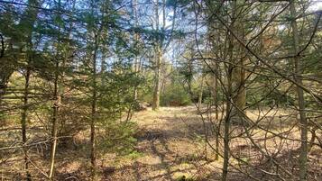 A forested area with dense trees and a clear path.