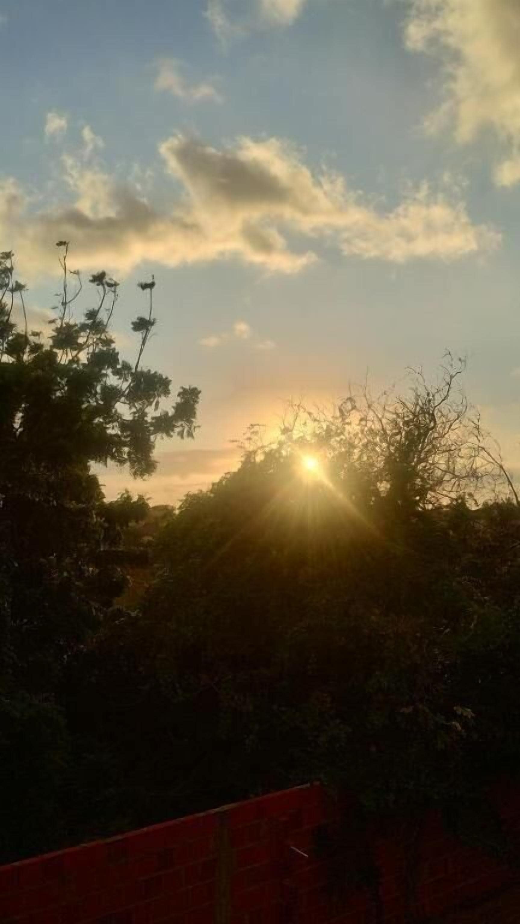 A sunset with the sun behind foliage.