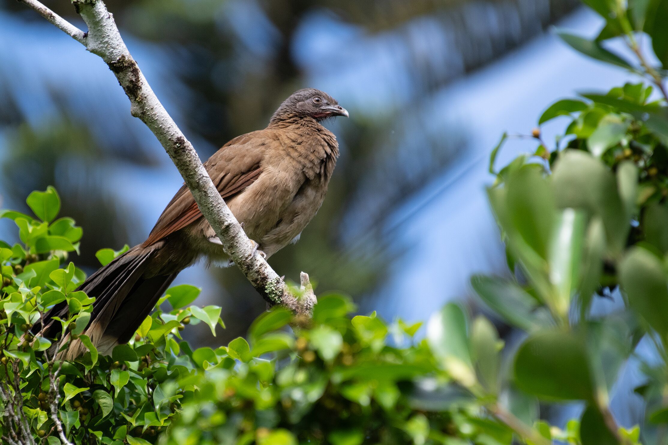Een vogel zit op een tak, omringd door groen blad.