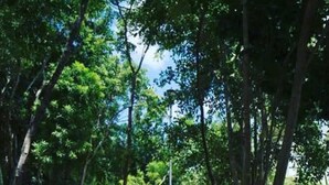 A pathway lined with trees and a clear sky. - Modern 2BR 2BA | Workspace Wifi | Pools | 24/7 Sec (Cancún)