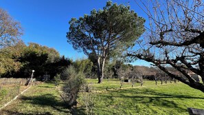 A grassy outdoor area with a large tree, a fence, and some bushes.