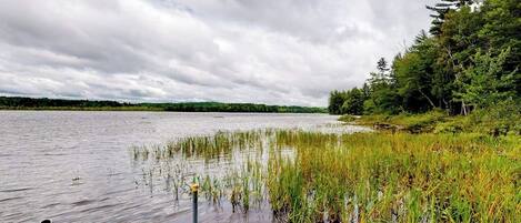 Un lago tranquilo con un muelle que se adentra en el agua, rodeado de abundante vegetación y árboles.