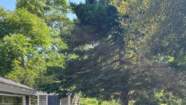 Ein Garten mit Holzzaun, Gartenhaus und Kiesfläche.
