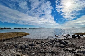 Eine felsige Küstenlinie mit einem Hund, ruhigem Wasser und blauem Himmel.