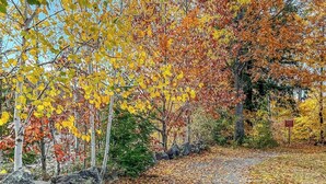 Un sendero rodeado de árboles con follaje otoñal.