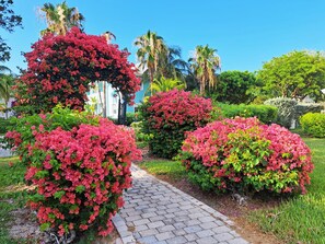 A garden pathway with pink flowering bushes and a white building in the background. - Costa Azul Bimini Bay (Bailey Town)