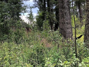 Une forêt dense, avec de grands arbres et une végétation luxuriante.