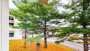 A residential area with a large pine tree in the foreground, a grassy lawn, and a building with multiple windows and balconies in the background.