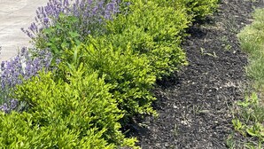 A landscaped pathway with lavender and green shrubs, a stone building with columns, and a clear sky. - 7,000 sqft Luxury Countryside Mansion on 1 acre estate lot, swimming pool 12 par (York)