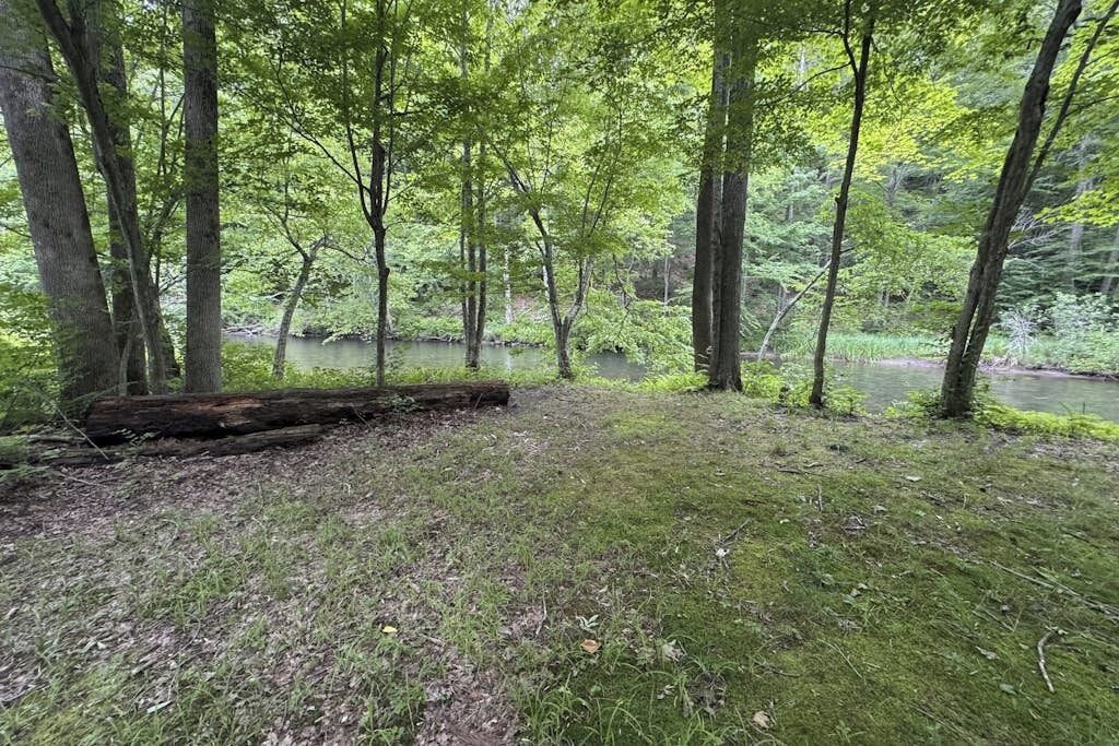 Une zone boisée avec une rivière, une souche d’arbre et une clairière herbeuse.