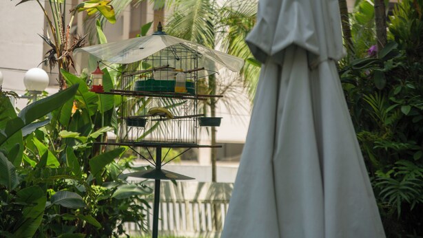 A birdcage with a transparent roof and a red feeder, surrounded by lush green foliage. - Florida in Guarujá. Cozy apartment with ocean view. Pets allowed! (Guarujá)
