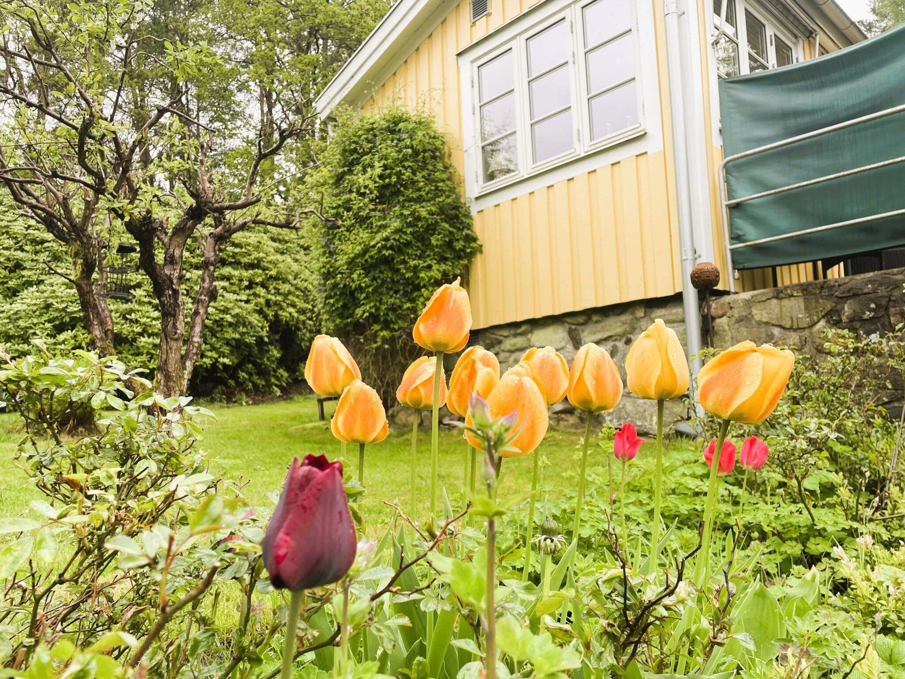 A garden with tulips in front of a house.