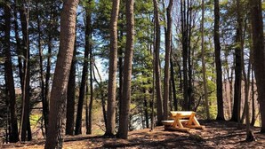 A forest with tall trees and a wooden bench. - Quechee Condo | Condo in Quechee (Quechee)