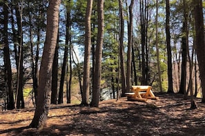 Ein Wald mit hohen Bäumen und einer hölzernen Bank.