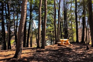 Ein Wald mit hohen Bäumen und einer Holzbank.