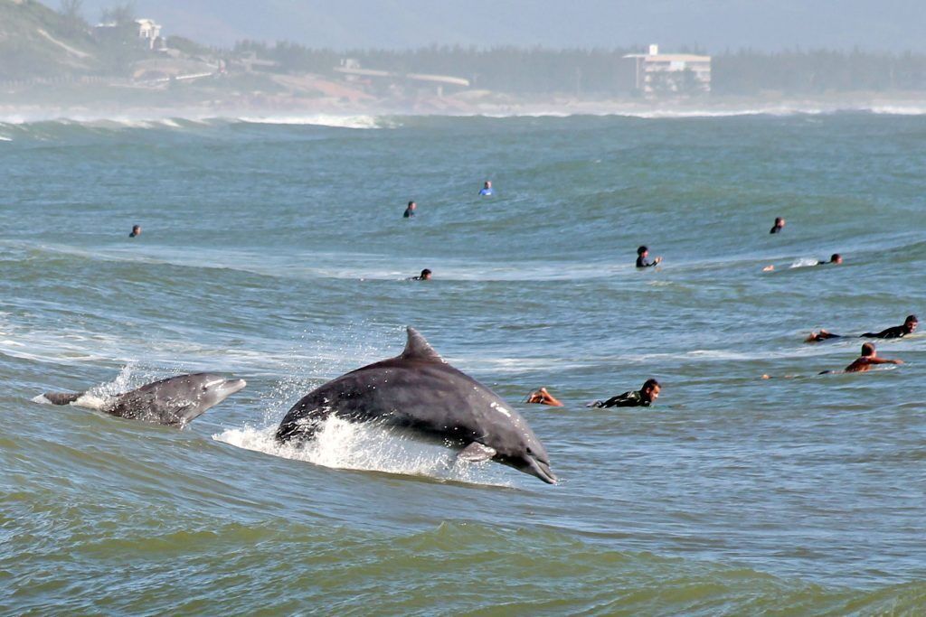 Une scène côtière avec des dauphins et des personnes dans l’eau.