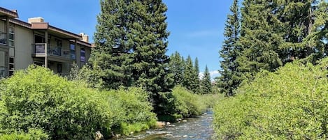 A river with rocks, surrounded by dense green vegetation and tall evergreen trees.