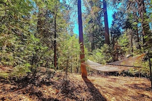 Un hamac dans une forêt, avec de grands arbres et un ciel dégagé.