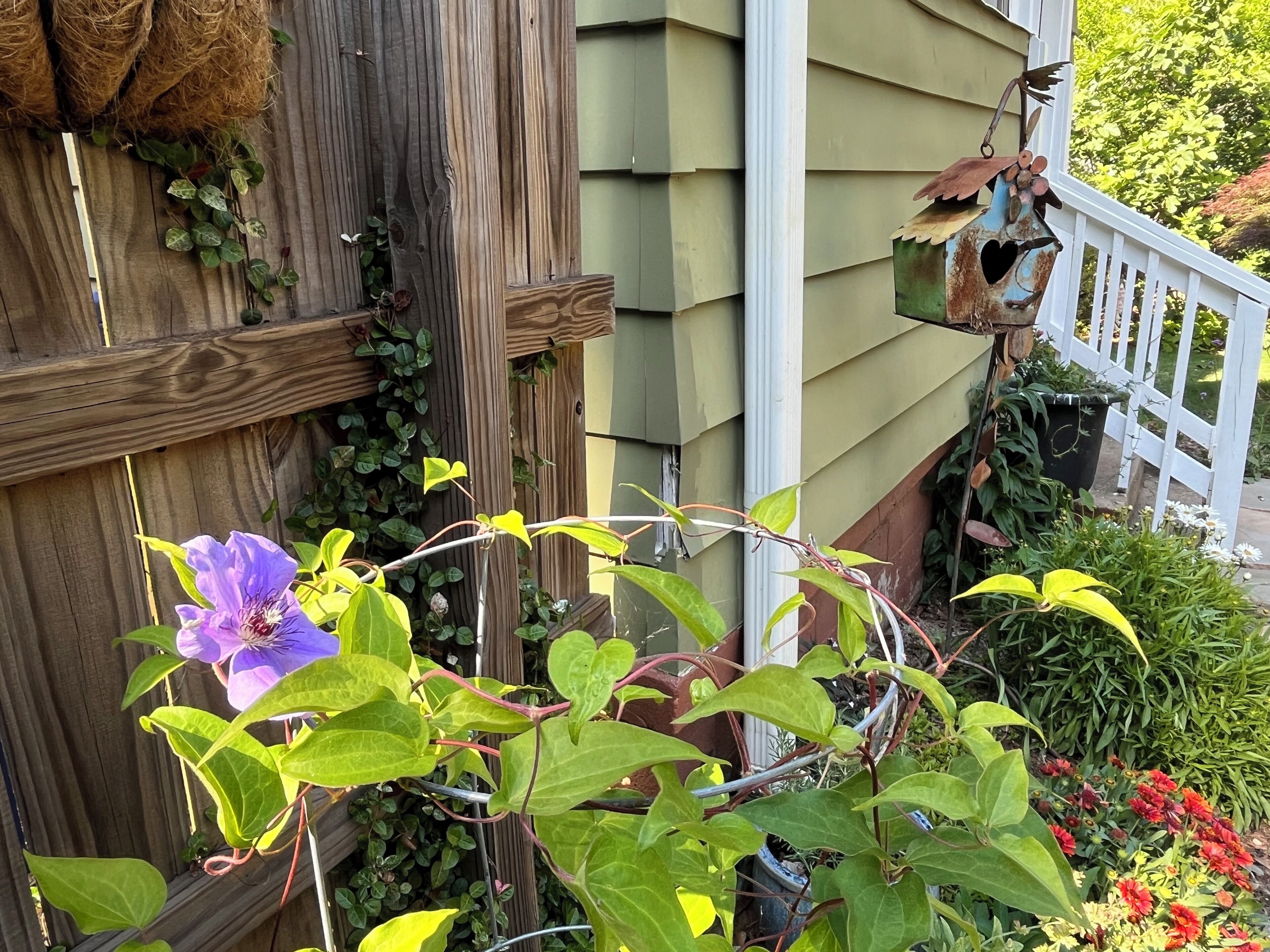 A wooden fence, a birdhouse, and various plants including a purple flower.