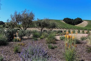 A vineyard with rows of grapevines, a tree, and various plants. - Classic getaway by the sea within walking distance to everything w/ocean views (Cayucos)