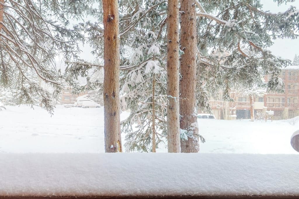 A snowy outdoor scene with trees and a building in the background.