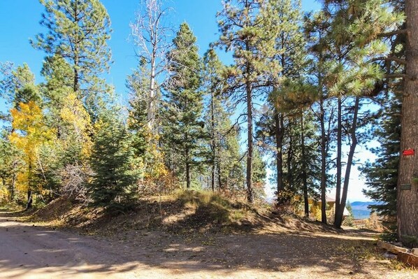 A dirt path surrounded by tall pine trees with a clear sky above. - Unplugged dog-friendly getaway with tree-lined views (Durango)