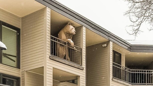 Un edificio de varios pisos con una estatua de oso en el balcón.