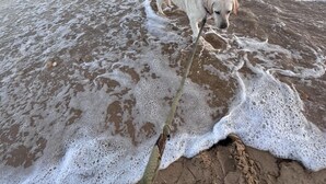 Een hond op het strand met golven en een touw.