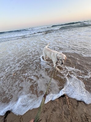 A dog on a beach with waves and a rope. - 3Bed Apartment- Garden, Private Pool, Free Parking (Albufeira)