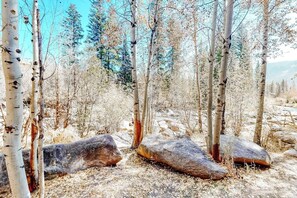 A forest with birch trees and large rocks on the ground. - Riverfront condo with free wifi, fireplace, patio, & gas grill (Grand Lake)