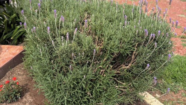 Un jardín con plantas de lavanda, una jardinera de ladrillo y un parterre rojo.