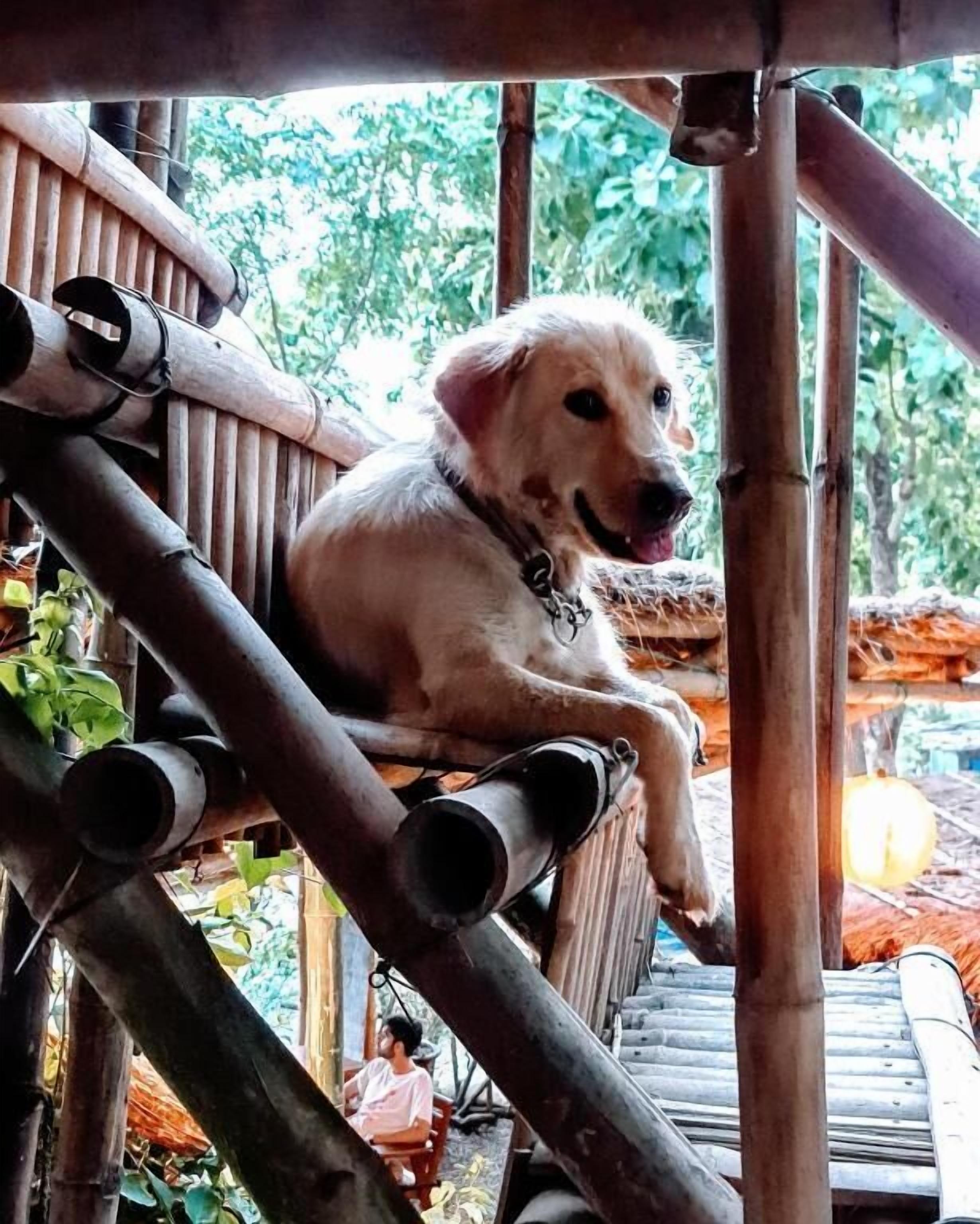 En hund som sitter på en konstruktion gjord av bambu.