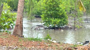 A natural landscape with a palm tree and dense greenery.
