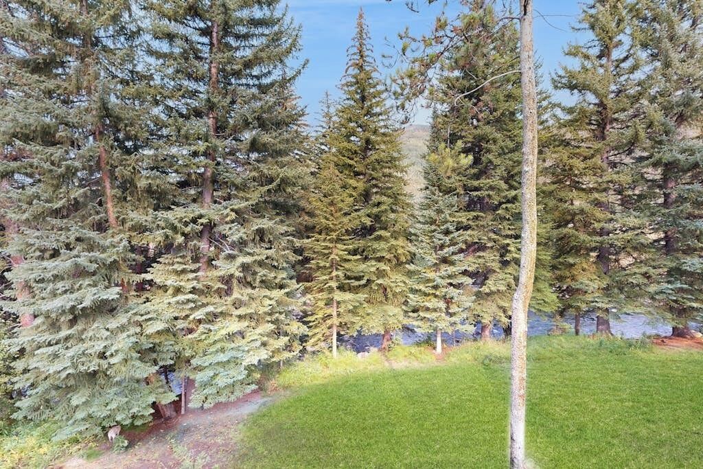 A forested area with tall evergreen trees and a grassy clearing.