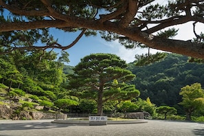 A large pine tree in a landscaped area with a paved walkway and a stone wall in the background.