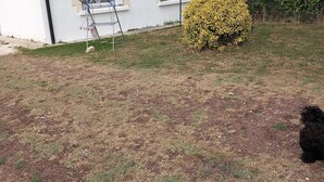 Ein Haus mit Ziegeldach, ein kleiner Garten mit einem gelben Busch und eine Wäscheleine.