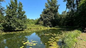 Un río tranquilo con nenúfares y vegetación circundante.