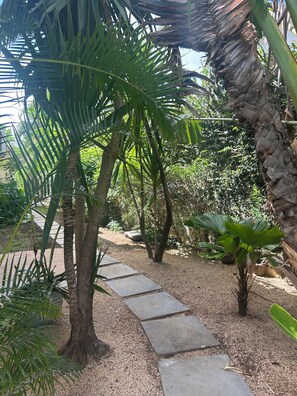 Ein Gartenweg, umgeben von Palmen und anderer Bepflanzung.