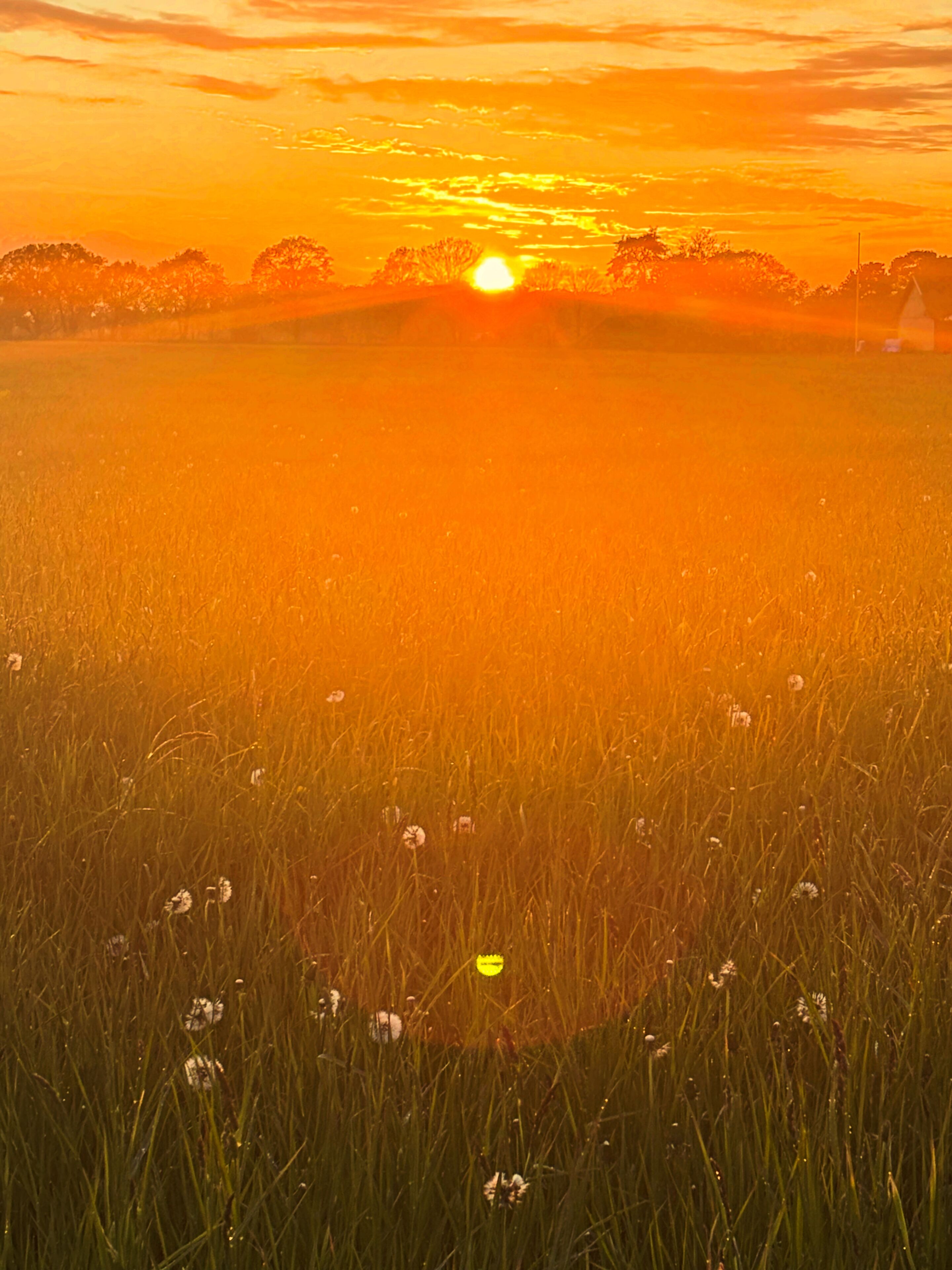 A field with tall grass and wildflowers, a clear sky, and the sun setting in the distance.