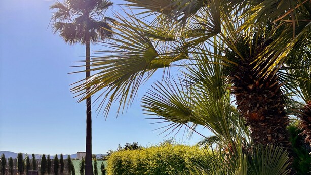 A swimming pool surrounded by well-maintained grass and palm trees. - Independent House for Two with Pool and Garden (El Turó)