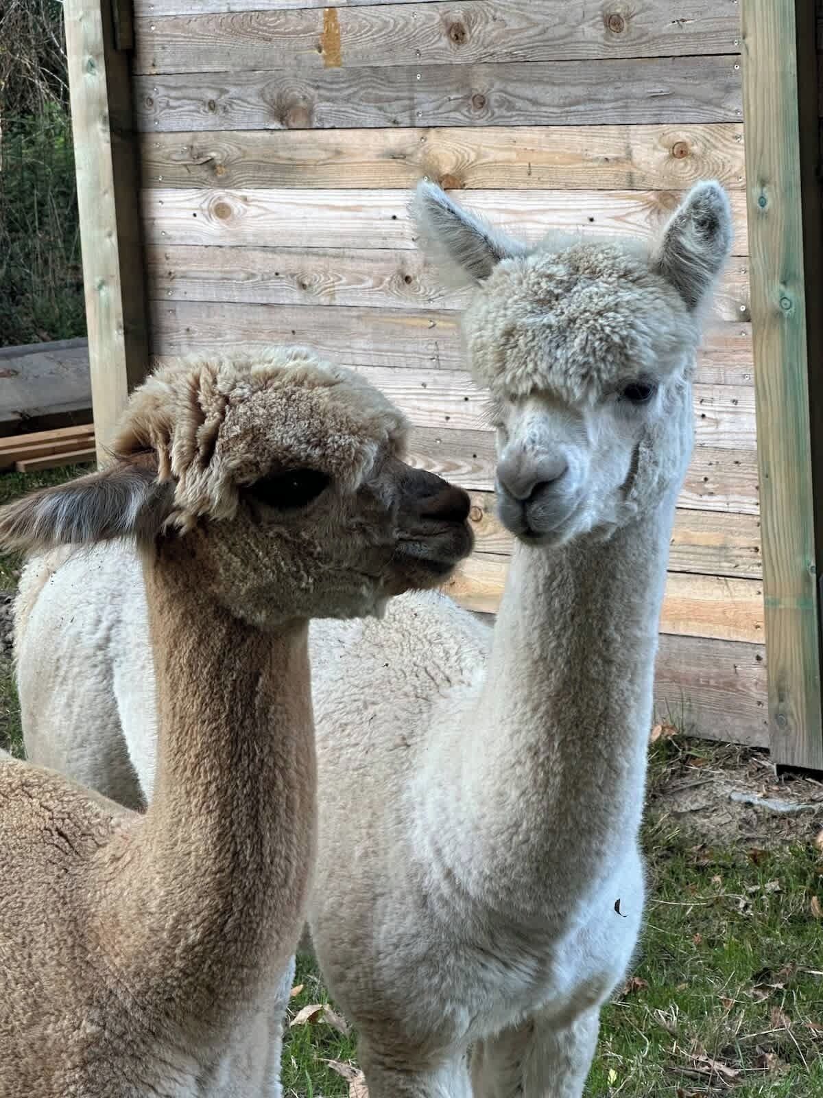 Two alpacas standing in front of a wooden fence.