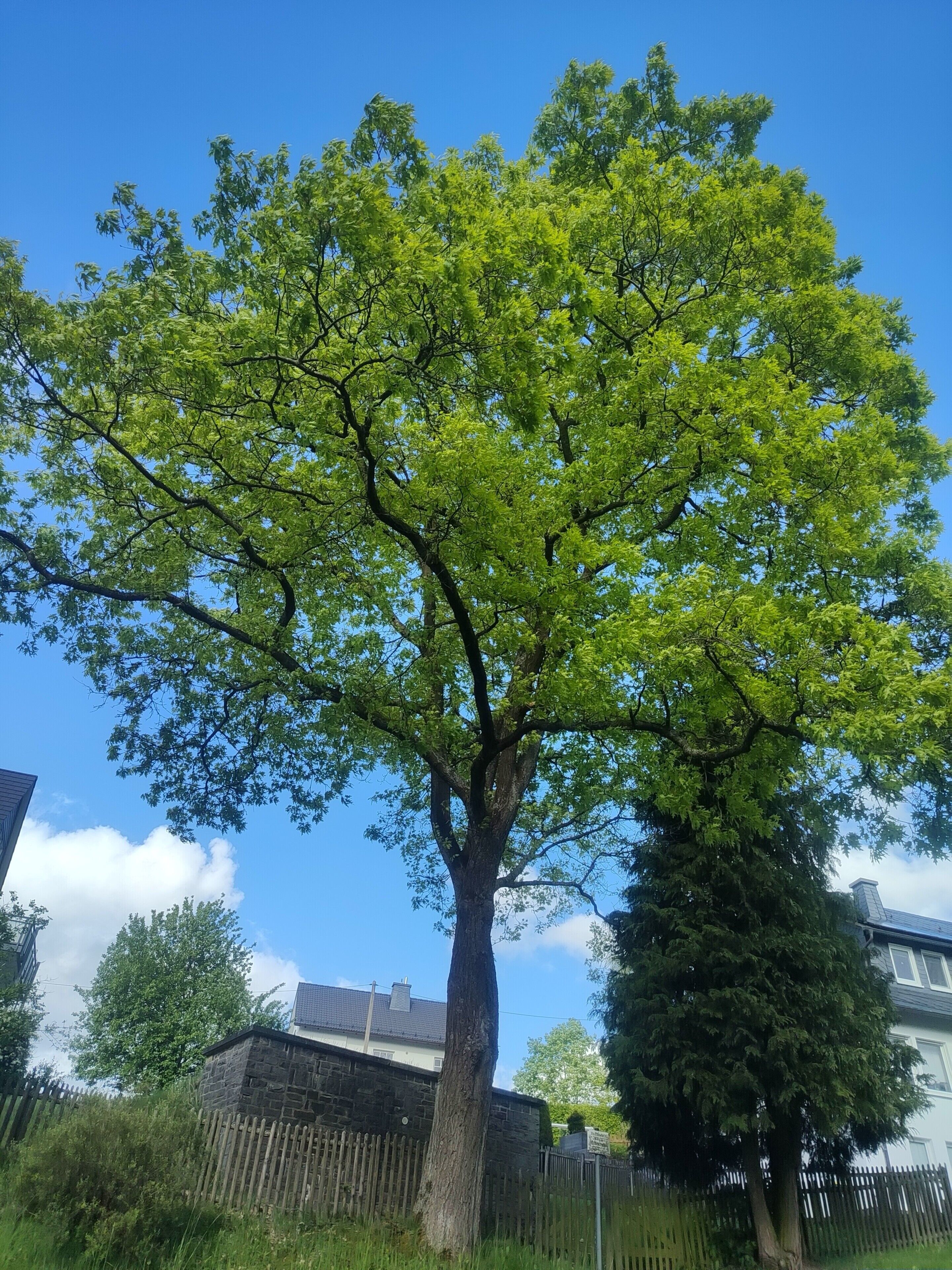 Een grote boom met een dikke stam en weelderig groen blad tegen een helderblauwe lucht.