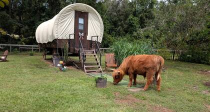 Soulful Glamping Experience with Highland Cows, Private Wagon & Nature in Melrose, Florida