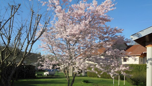 A residential area with a cherry blossom tree, a lawn, and a house with a red roof. - Holiday Home “Gîte Des 4 Lacs Bis” with Mountain View, Private Terrace & Wi-Fi (Vertamboz)