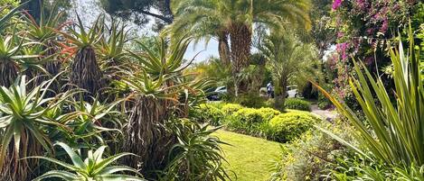 A garden pathway with a bench, surrounded by various plants and trees.