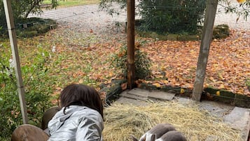 Familienstudio, Gartenblick | Unterkunftsgelände